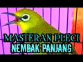 Masteran Pleci Nembak Panjang Materi Cepat Masuk Dan Mempercepat Pleci Buka Paruh Mp3 - Mp4 Download