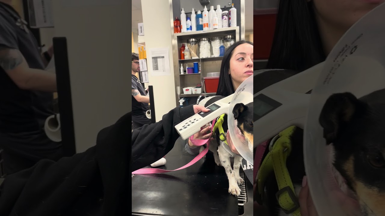 Skill group 24 - scanning for a microchip