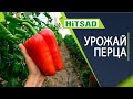 Как получать отличный урожай перца 🌶️