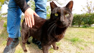 可愛い声で鳴く強面の黒猫ちゃん、ナデナデしすぎるとキレられた