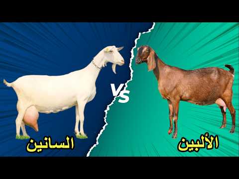 صراع عمالقة الحليب ماعز السانين أم الألبين