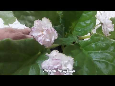 Фиалка Кира Фото И Описание Сорта Фиалка Кира Фото И Описание Сорта