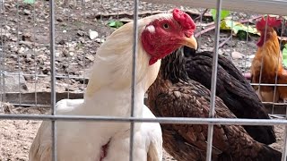 Update Ayam Aseel India dan Pakistan July 15, 2025