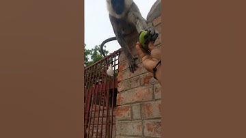 #dj #remix #like #sad #video #love #2025 #funny #monkey #cute #like #sad