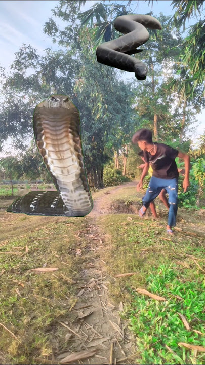 Hata hata Hambhu cobra snack video