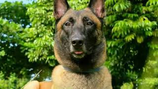 CCP SPARTA,ANUBIS,MOMMY THE GOLDEN AND,PAPA THE GOLDEN|| GOLDEN FAMS