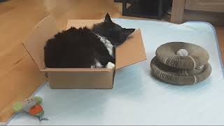 Dreams are made of cats and boxes by Cat Diary - just sharing days of being a cat 67 views 5 days ago 1 minute, 23 seconds