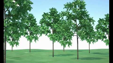 Sketchup plug-in for Maxwell Render: Tree tutorial