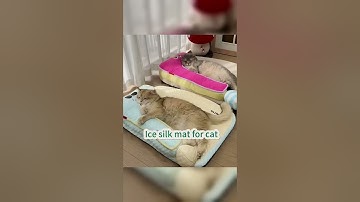 Cats Vs. New Puzzle Feeder - Who Wins?😼  🔗Link is  on My profile 🐙   #CatBehavior