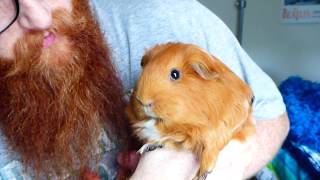Chunky Ginger Nibble Pig