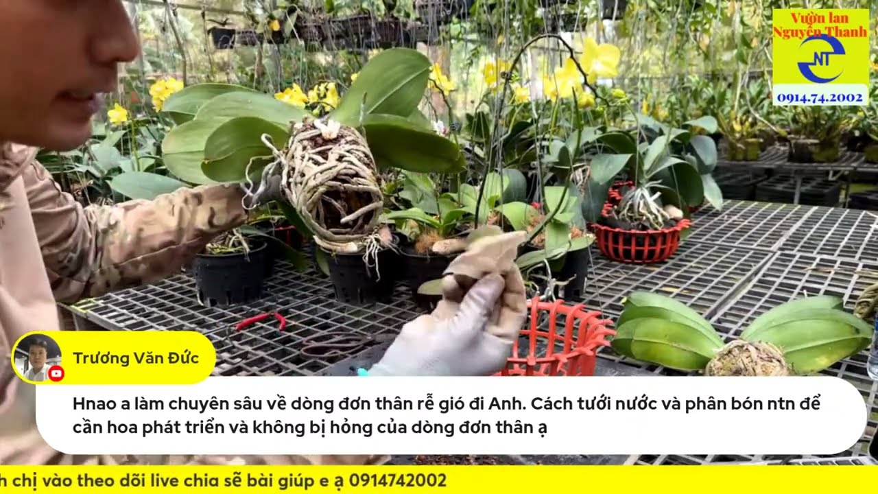 Cách trồng hồ điệp đang hoa và chăm sóc để chơi hoa