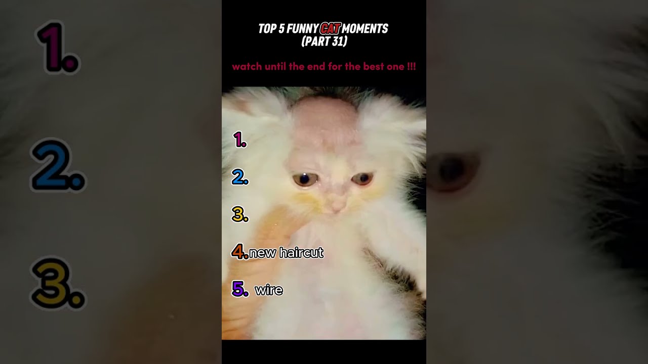 Top 5 Funny Cat Moments 