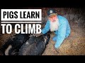 Training Pigs to Load Themselves | The Impossible Farm Task