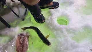 Ice Fishing at Flaming Gorge with Cabuya Handlines
Ice Fishing 2020.
We used our Cabuya Handlines to catch some Burbot and Lake trout. We are pretty new to the whole ice fishing scene, but it has become a winter favorite.
www.cabuyafishing.com Ice Fishing at Flaming Gorge with Cabuya Handlines