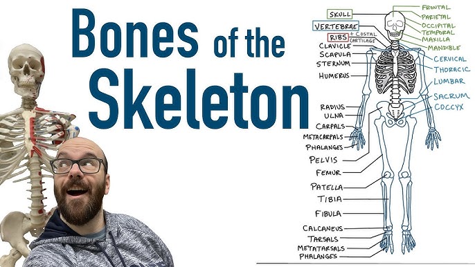 Introduction to the Skeletal System In 7 Minutes - YouTube