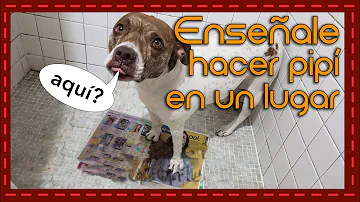 ¿Cómo hacer para que los perros orinen en un solo lugar?