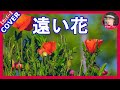 遠い花 出光仁美 Cover by Sammy1212