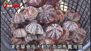 澎湖馬糞海膽解禁開採量少再創新高價| 台灣蘋果日報