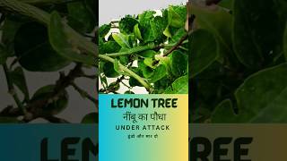 Lemon Plant Under Attack ? नींबू के पौधे पर कीड़ा  lemon shorts youtubeshorts