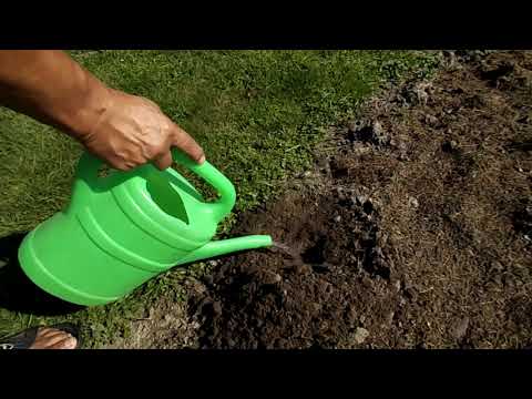 Wideo: Smoła brzozowa: zastosowanie w ogrodnictwie i ogrodnictwie
