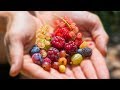 Harvesting 12 DIFFERENT kinds of BERRIES at ONCE from the GARDEN