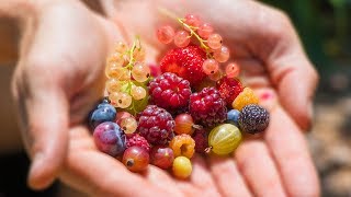 Harvesting 12 DIFFERENT kinds of BERRIES at ONCE from the GARDEN