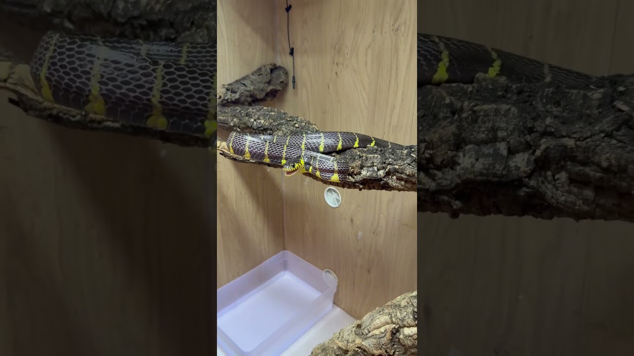 My snake hates me!! 🐍 #snake #reptiles #pets #fyp #asia #mangrove #venomous #animals #shorts #fy