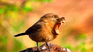 8 Animales Híbridos Más Raros Del Mundo