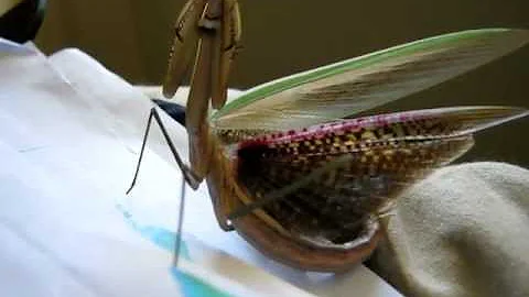 Praying Mantis showing it's beautiful coloured win...