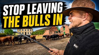 The 9-Week Rule that Will Save Your Cattle Herd Thousands!