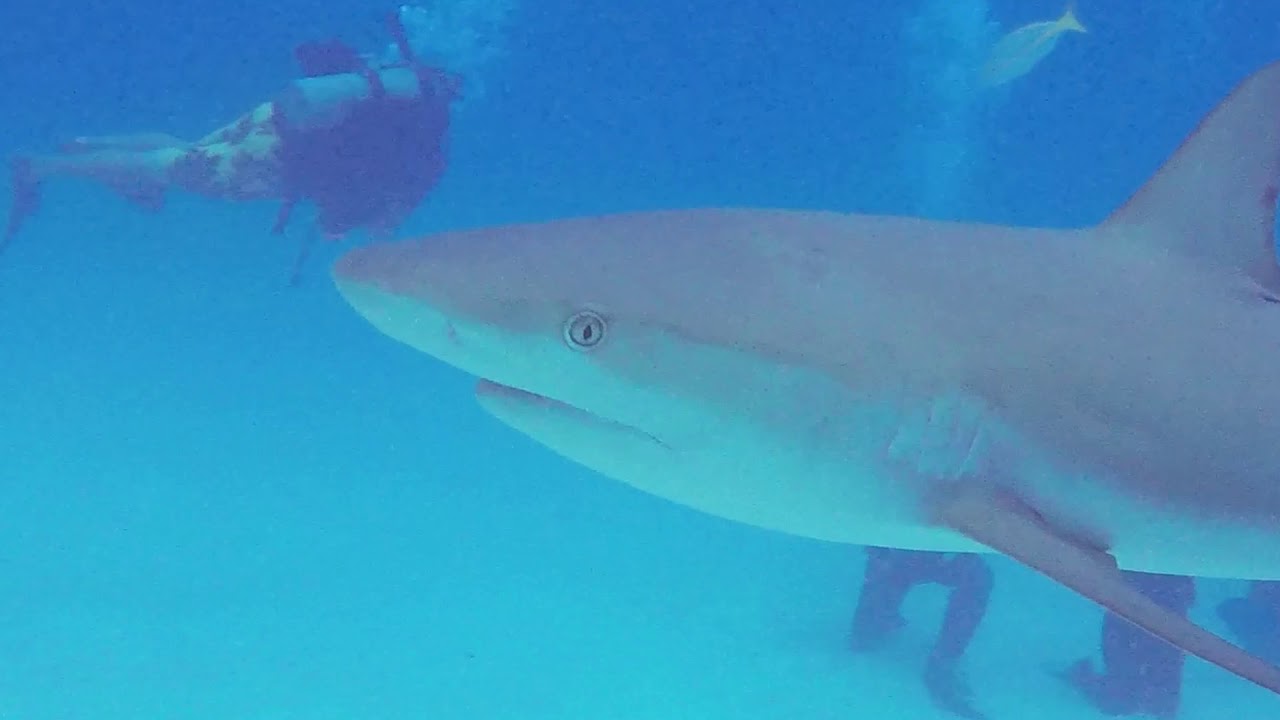 Sea Explorer Shark Dive, Eleuthera, Bahamas Jan 2018 YouTube