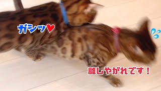 夫猫は嫁猫に大しゅきホールドかまして怒られてます