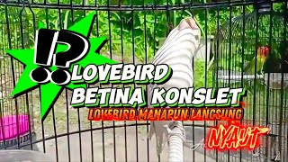LOVEBIRD BETINA KONSLET || MASTERAN LOVEBIRD BETINA || LOVEBIRD SALJU