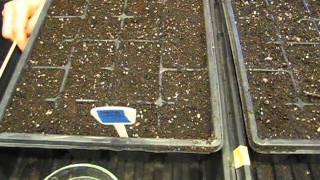 Gardening: Secrets to High Seed Germination