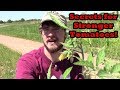 Secret to Growing Stronger Tomatoes!