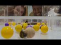 Never Before Seen: Insects Playing | Secrets of the Bees | National Geographic