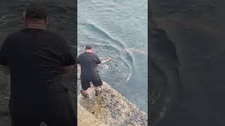 Massive 57Lb Lingcod #nature #fish #huge #Ogden Point #lingcod
