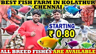 ₹0.80 பைசா முதல் Aquarium Fishes Available in Kolathur Fish Farm| Irfan's Aqua Farm | Murali's Vlog by Murali's Vlog 65,319 views 4 months ago 17 minutes