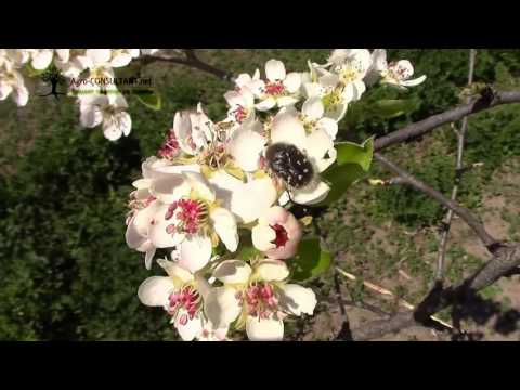 Видео: Цветен бръмбар