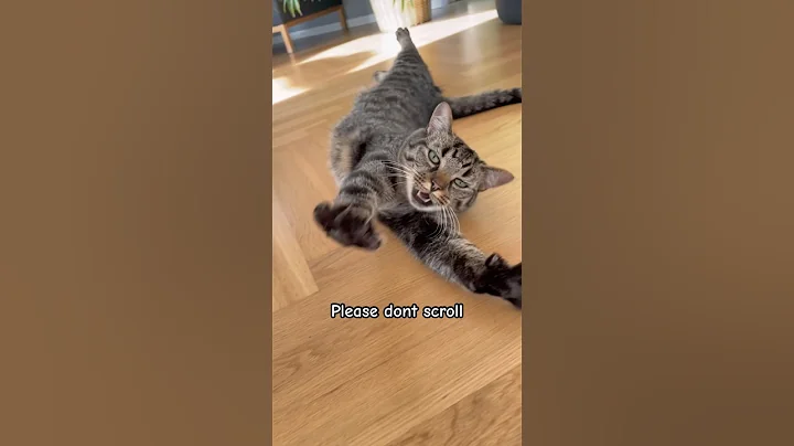 We’re so close to 100k😭❤️#cute #cat #viral #shorts #viralvideo #subscribe #follow