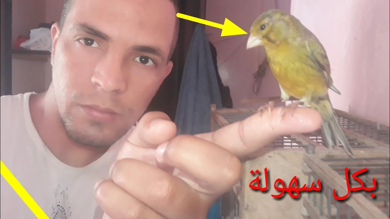 طريقة ترويض طائر  كناري   والحسون  والبادجي  و باقي طيور الزينة  والمغردة