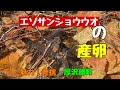 [貴重映像]エゾサンショウウオの産卵行動