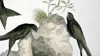 Kolaborasi Suara Walet Cambodia Vietnam || Israck Black Corner