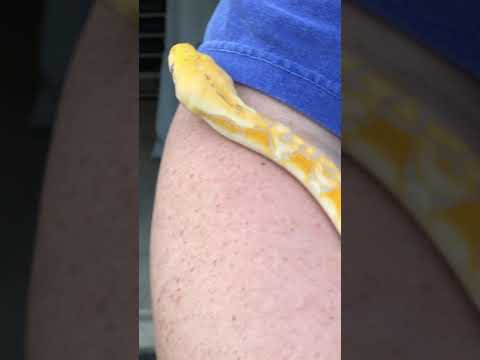 **** Update video **** Helios 50% Super Dwarf Reticulated Python