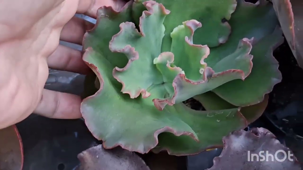 KITS PROMOCIONAIS COM PREÇO ÚNICO IMPERDIVELLLL