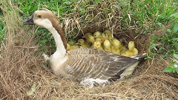 Wow! Found Duck Nest Hatching a Lot Of Baby Ducks / Ducklings Hatching From Eggs with Goose Mom