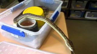 Celebrity Centralian carpet python Wealth