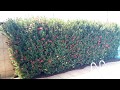 Diy Como fazer um muro ou cerca viva de ixóras 

comofazercercaviva#comofazermurodeixora#,paisagismo