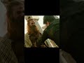 ملخص فيلم  كوكلي البوب تايجر شروف شاروخان
