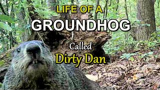 Life of a Groundhog called DIRTY DAN by DONNIE LAWS 8,942 views 1 month ago 9 minutes, 6 seconds